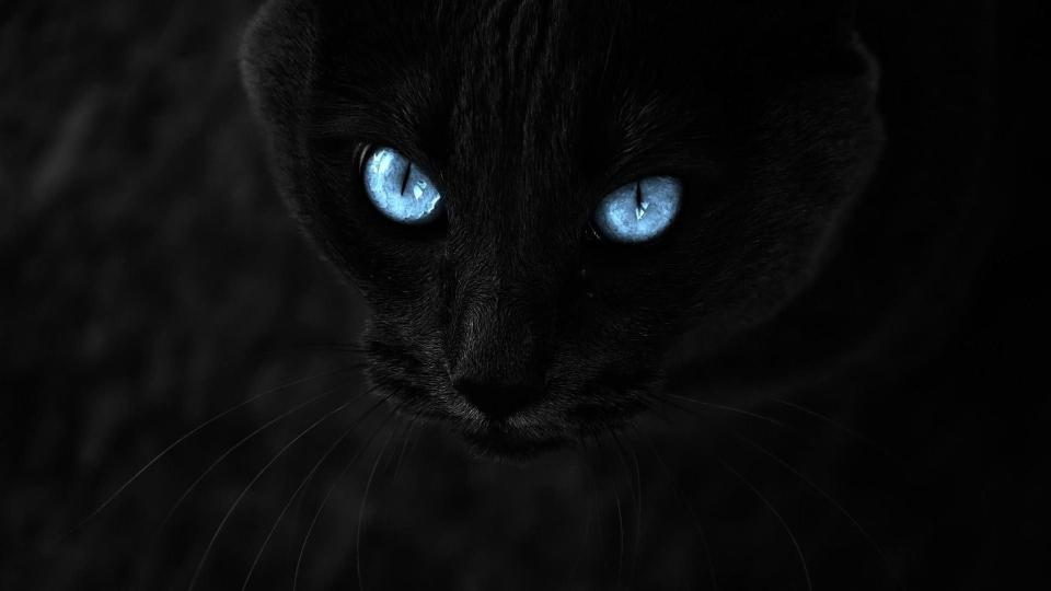 Download black cat selective coloring