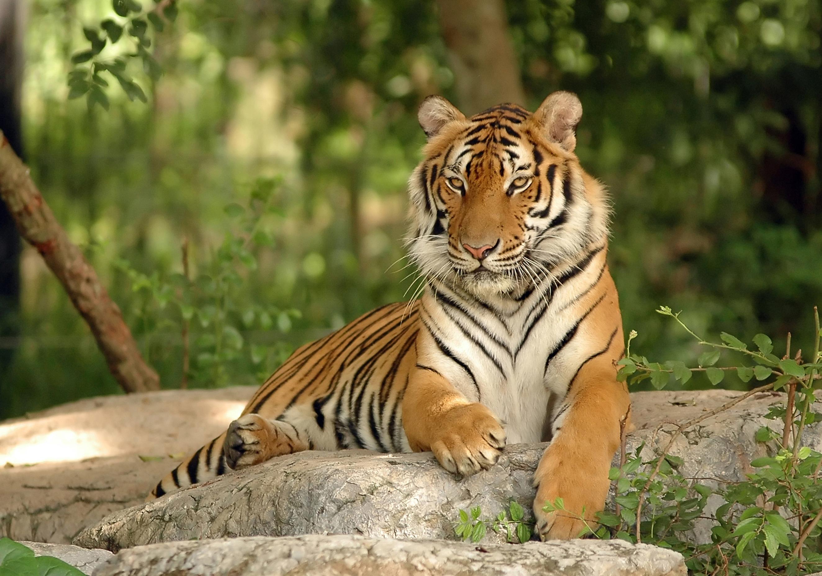 Download Bengal tiger animals nature