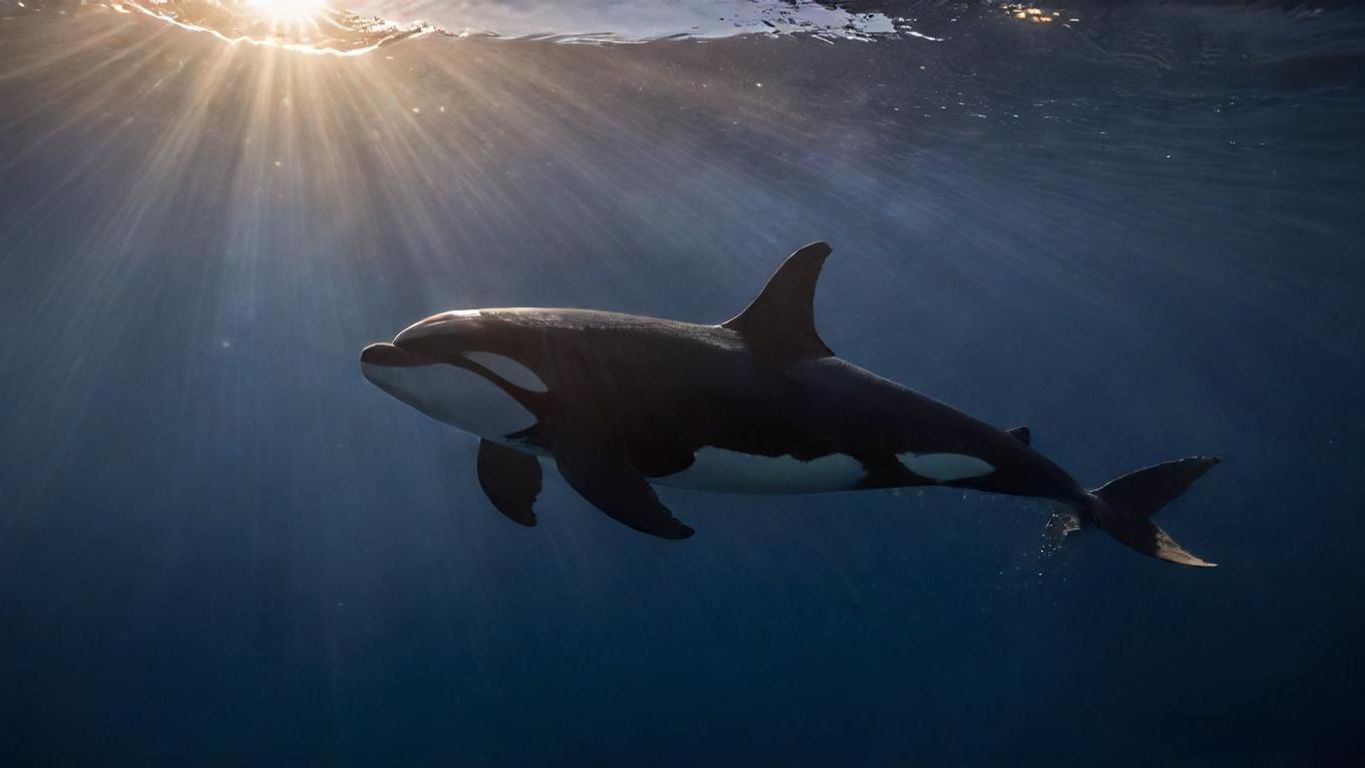 Download Rear View Of An Orca