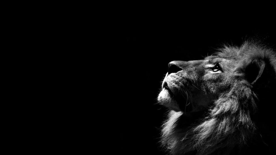 Download lion simple background minimalism