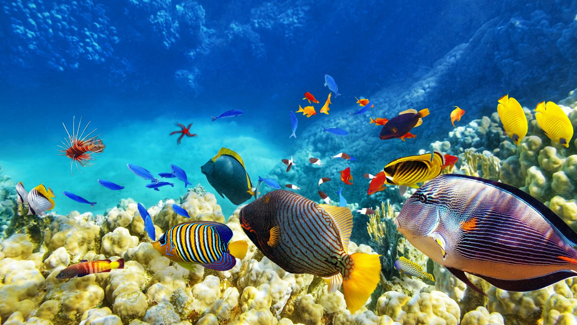 Download school of fish coral