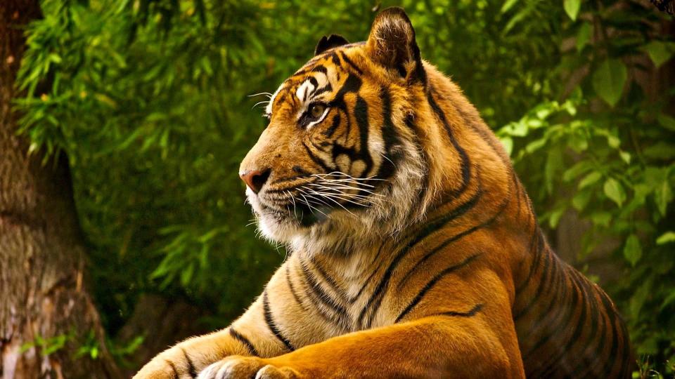 Download Royal Predator tiger animal