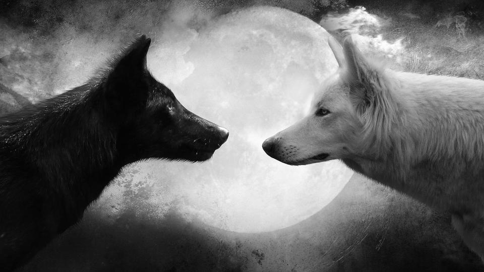 Download white and black wolf