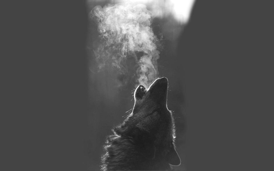 Download grayscale wolf howling animals