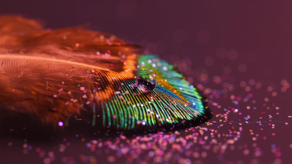 Download multicolored peacock feather macro