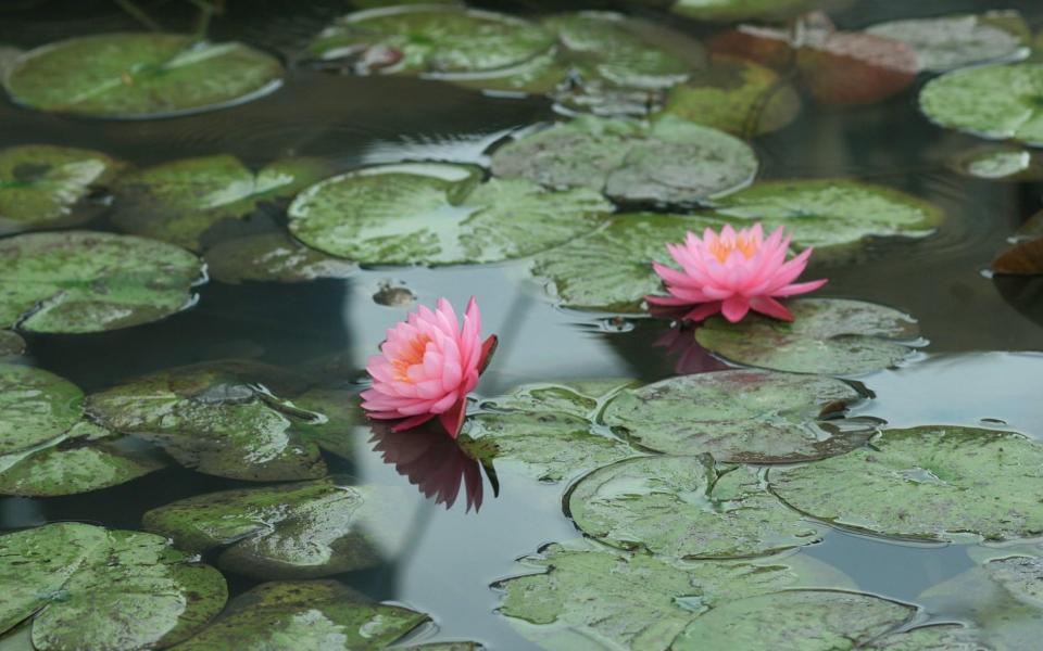 Download Pink Water Lily on Wallpaper