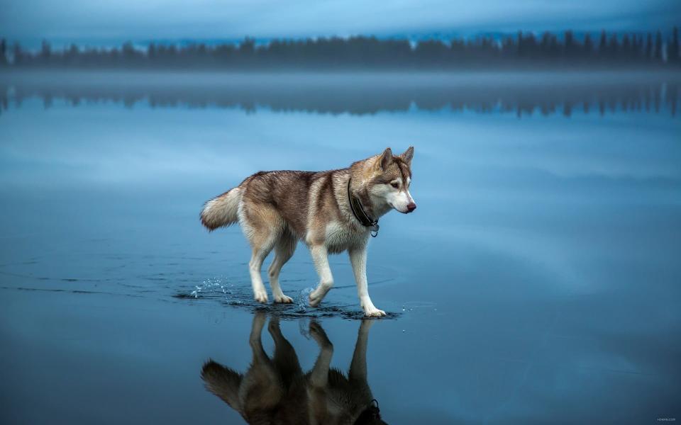 Download Siberian husky dog animals