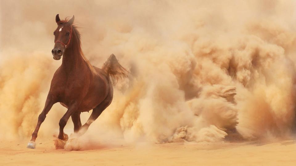 Download brown horse running desert