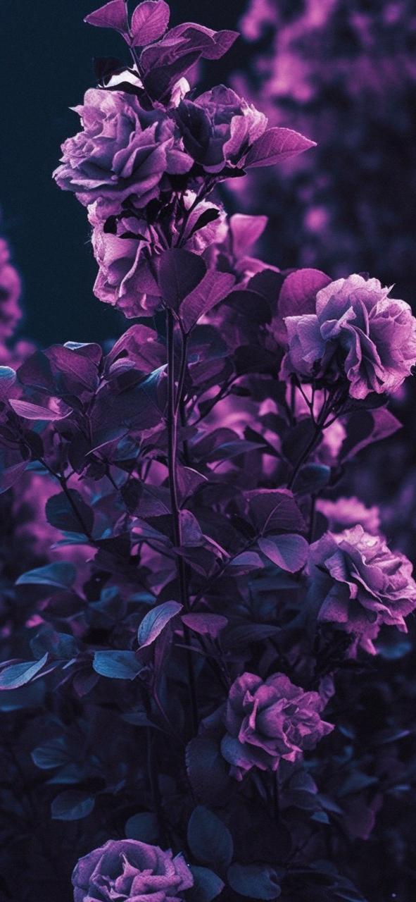 Download Garden Roses Purple