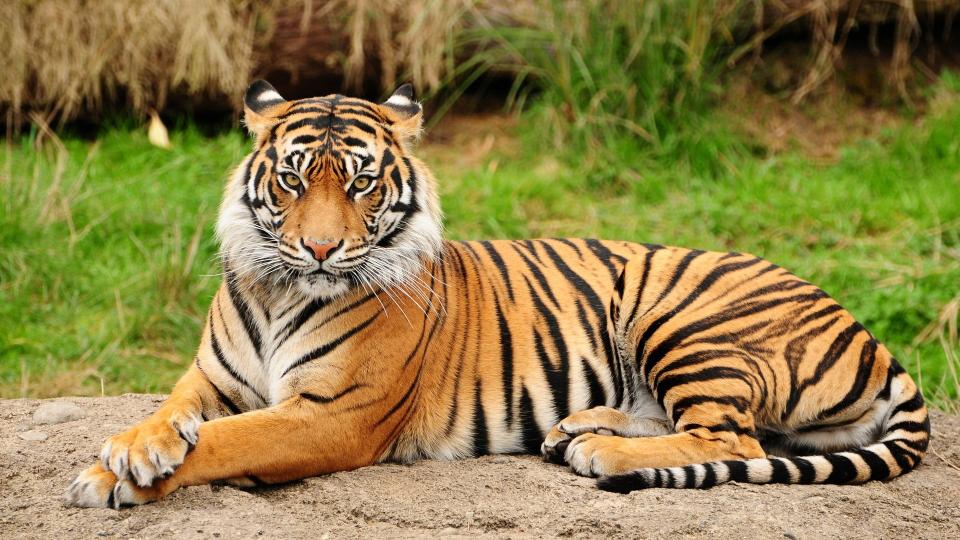 Download orange tiger animals mammals