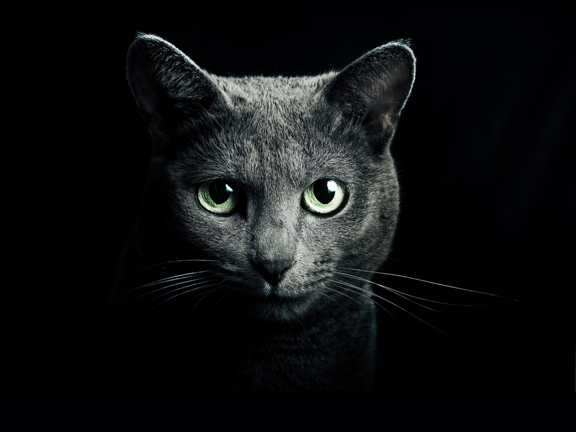 Download gray cat digital