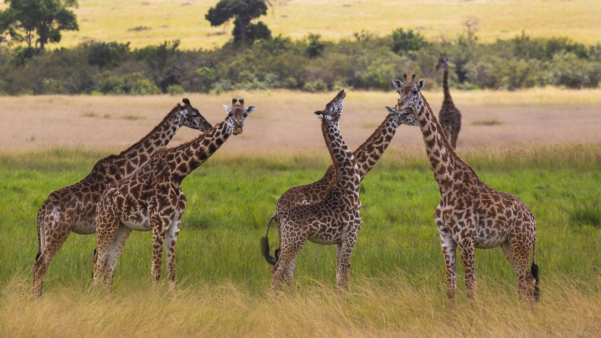 Download Animal Giraffe African Mammals