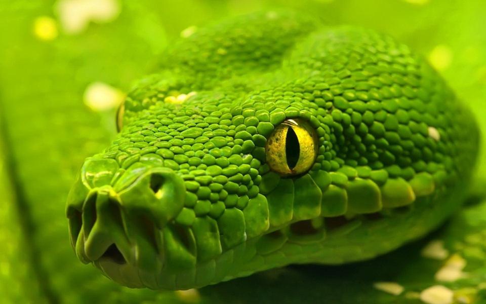 Download green viper snake green