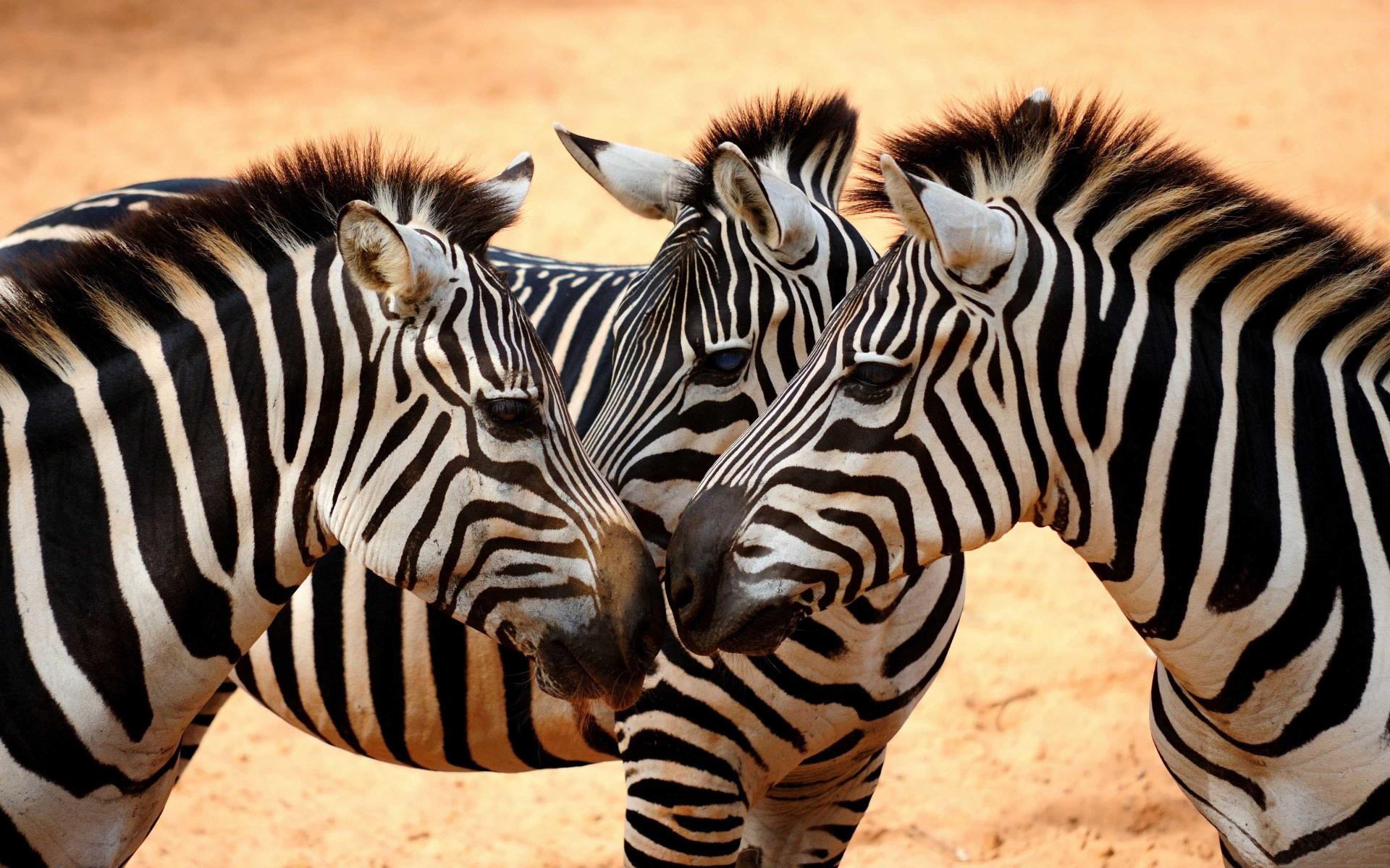 Download African Zebras-Desktop HD Wallpaper