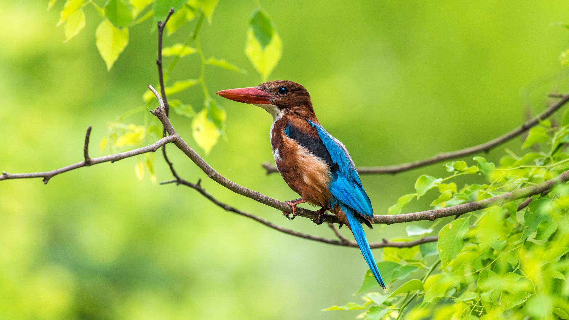 Download Birds Kingfisher Hues Of