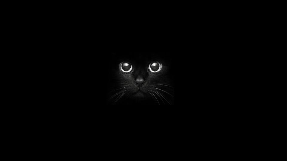 Download black cat one animal