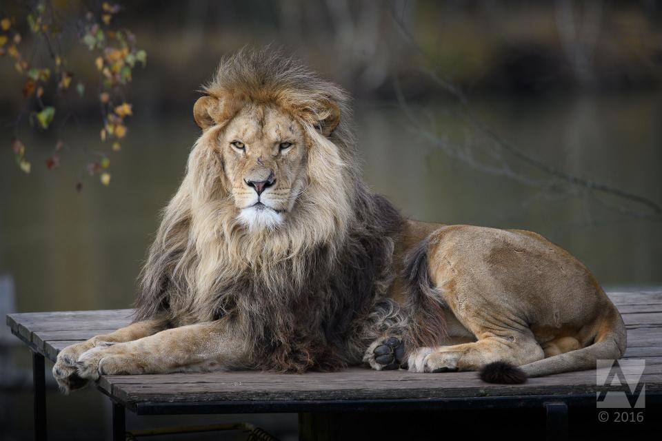 Download lion on brown wooden