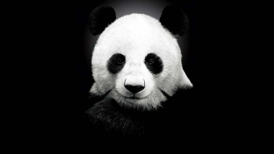 Download panda  monochrome white