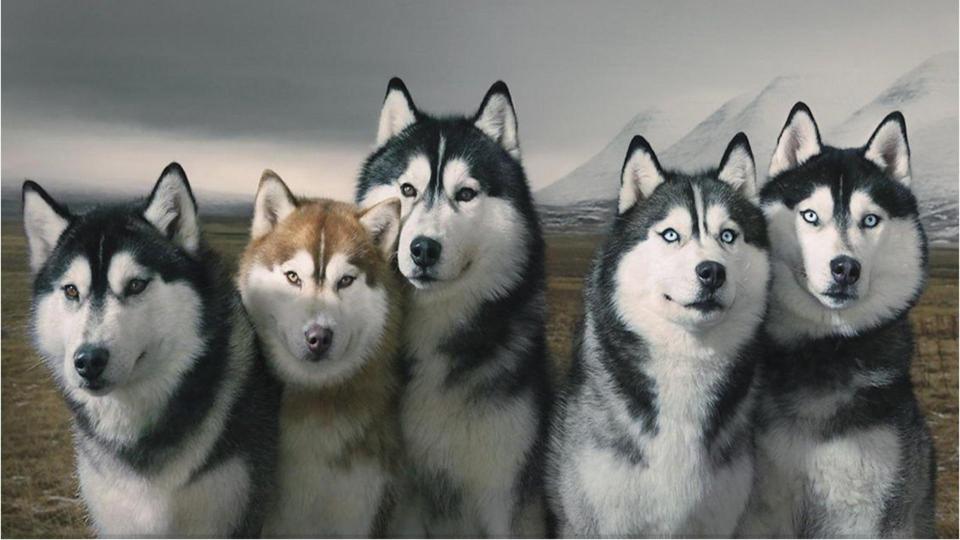 Download Pack Of Siberian Huskies