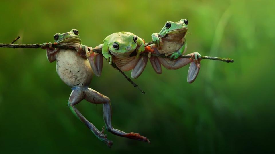 Download green frogs selective focus