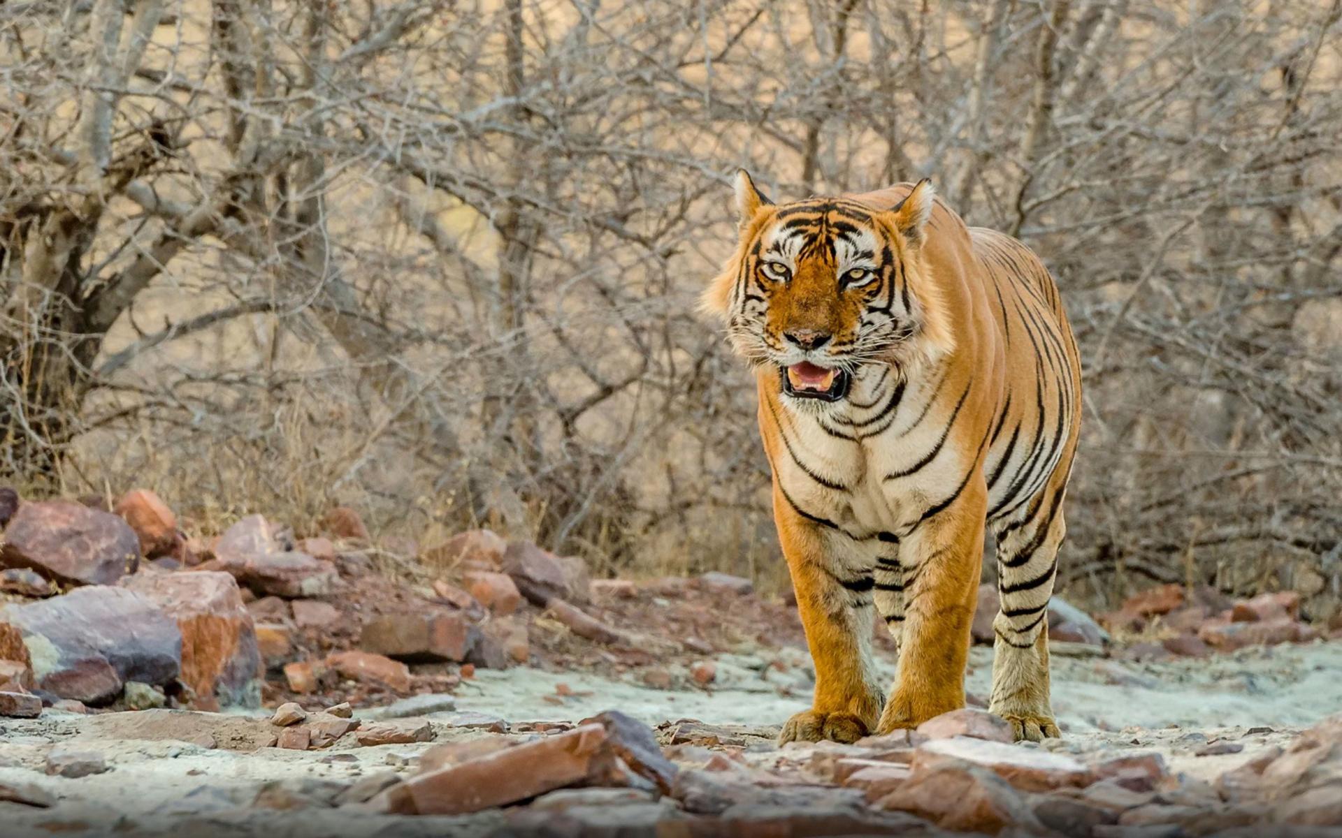 Download Tiger Male National Park