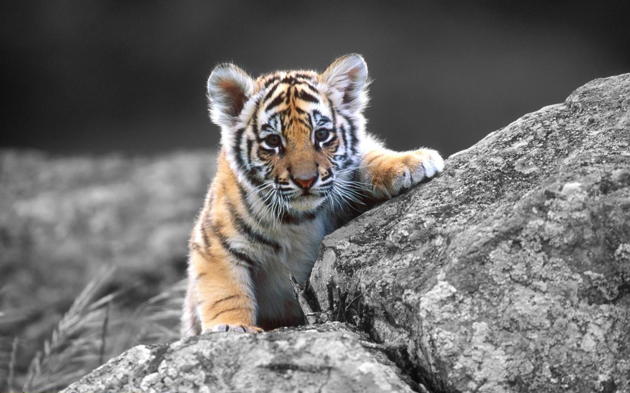 Download tiger cub animals baby