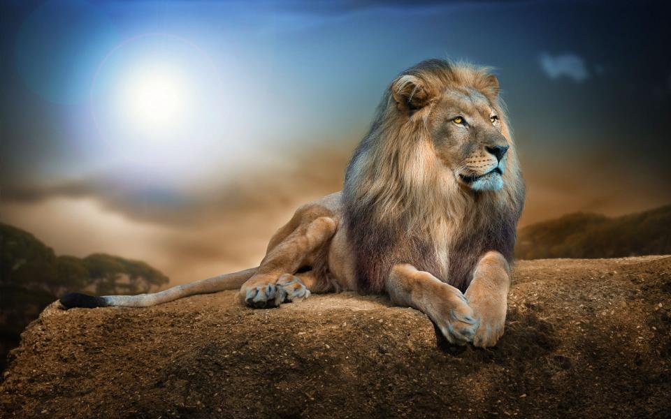 Download lion animal animals nature