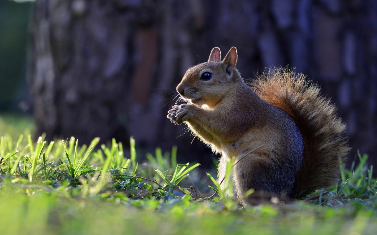 Download Animals Squirrel Hd Wallpapers