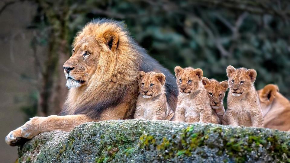 Download animals mammals lion cubs