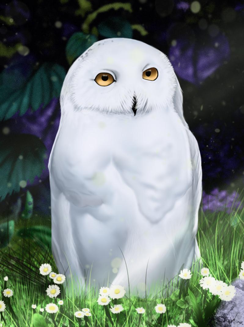 Download White Owl on Green Grass Wallpaper