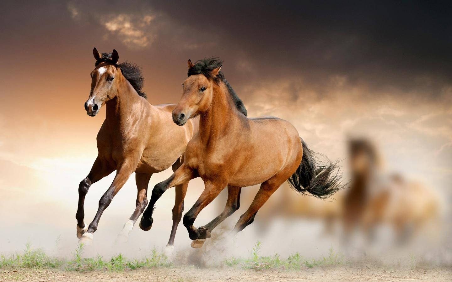 Download two brown horses animals