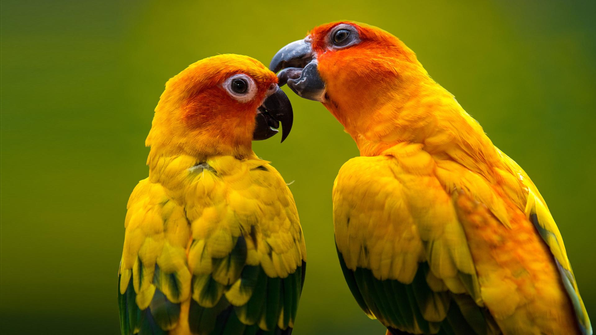 Download Bird Yellow Parrot With