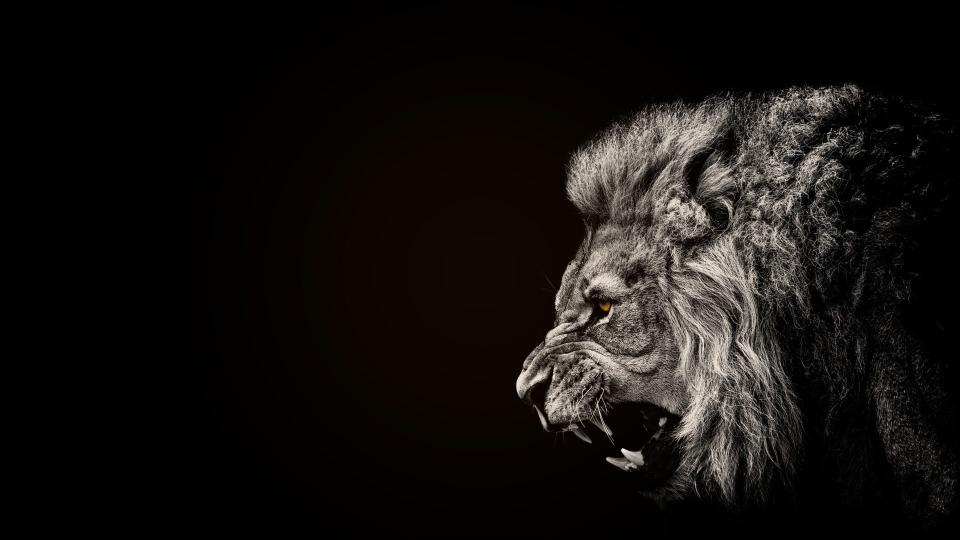 Download painting of lion animals