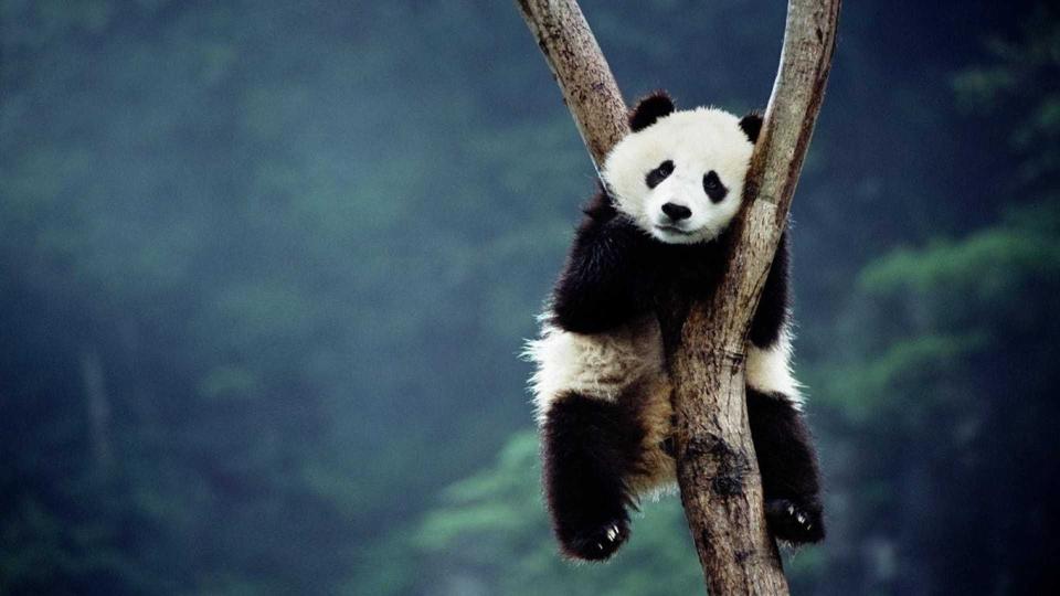 Download giant panda animals gibbon