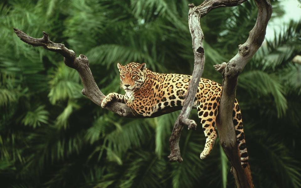 Download leopard on tree nature