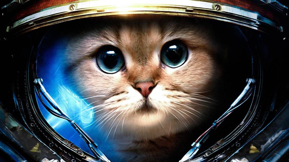 Download astronaut cat digital