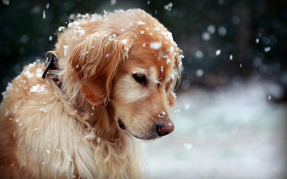 Download adult golden retriever dog