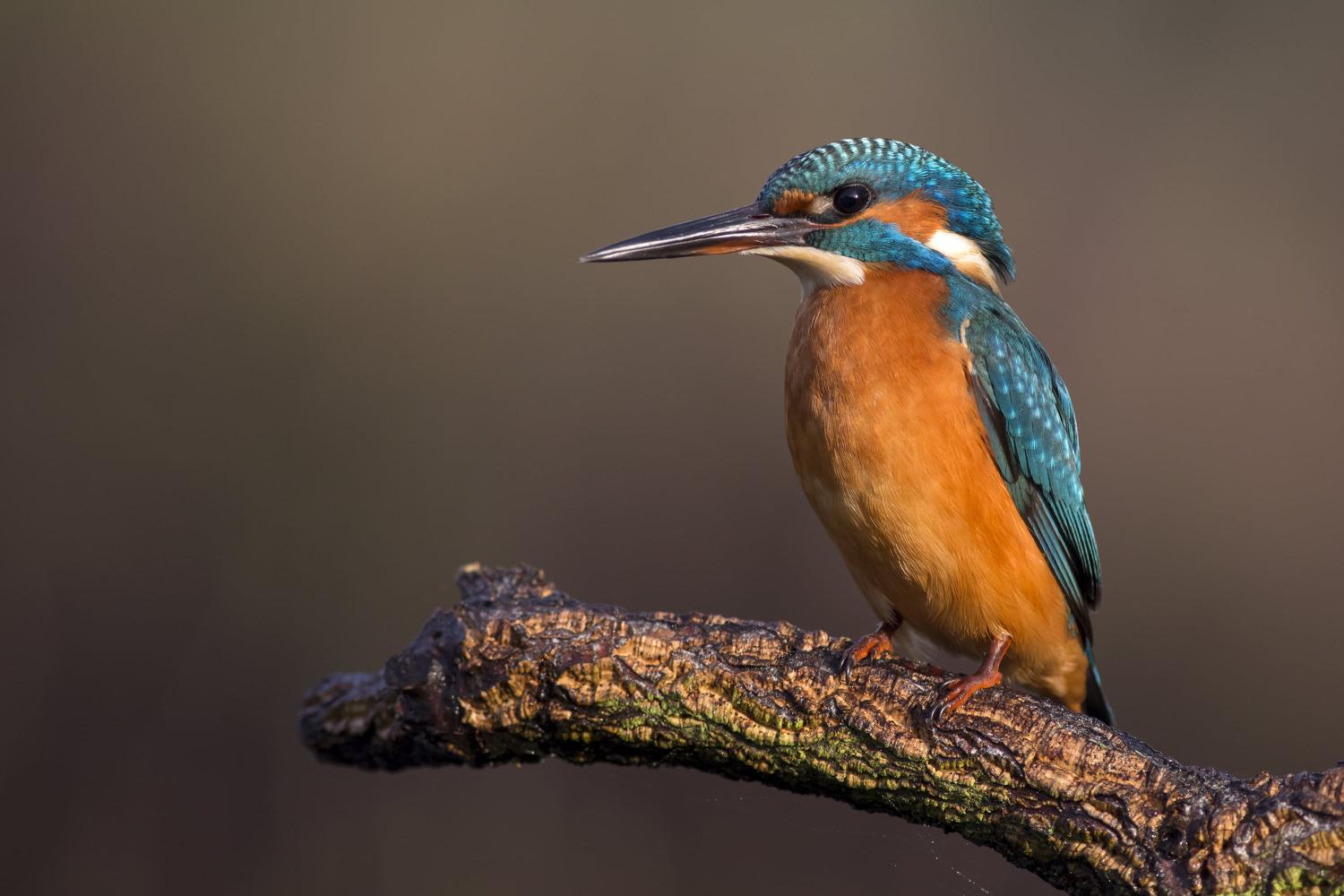 Download brown and blue feather