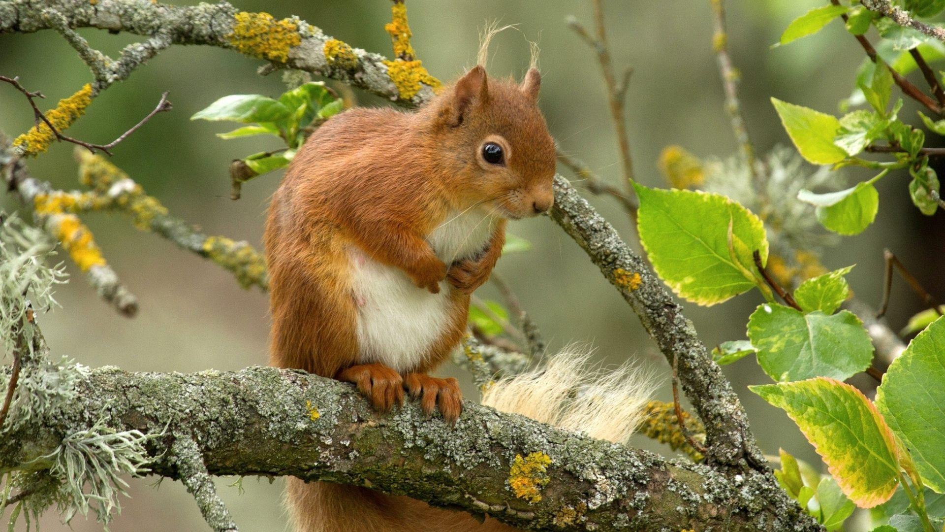 Download Red Squirrel On Tree