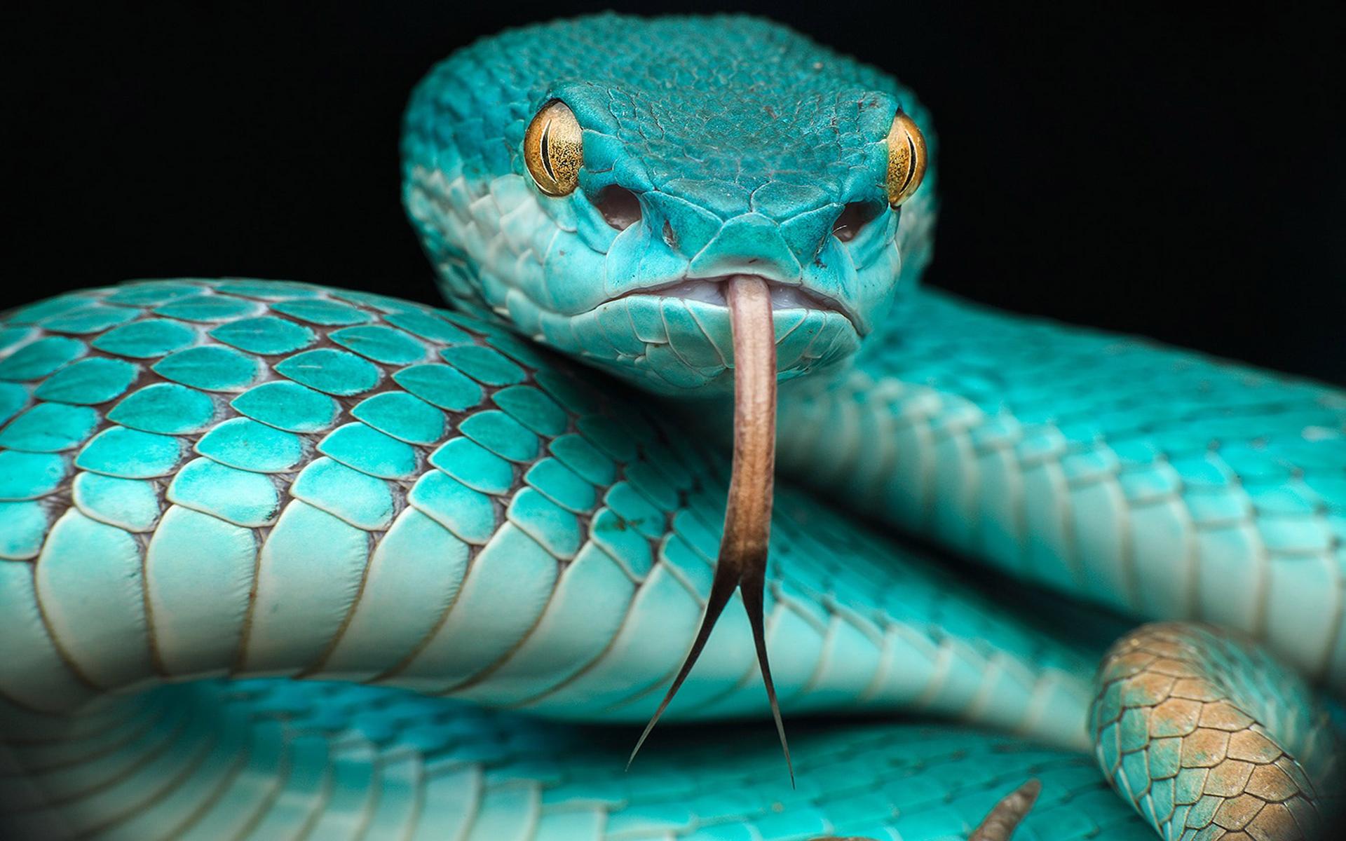 Download Trimeresurus Albolabris Insularis Reptile