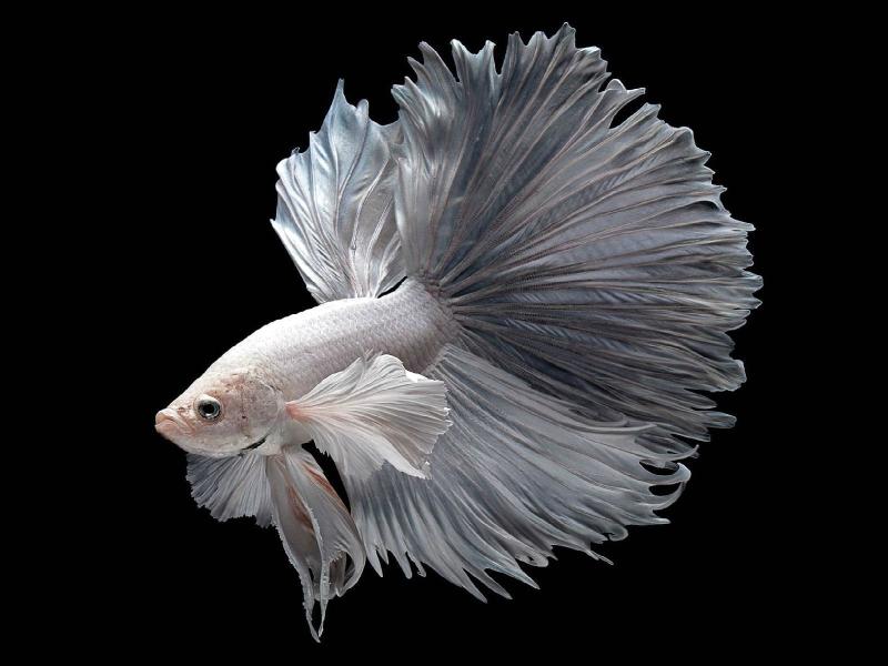 Download Animal Betta Siamese Fighting