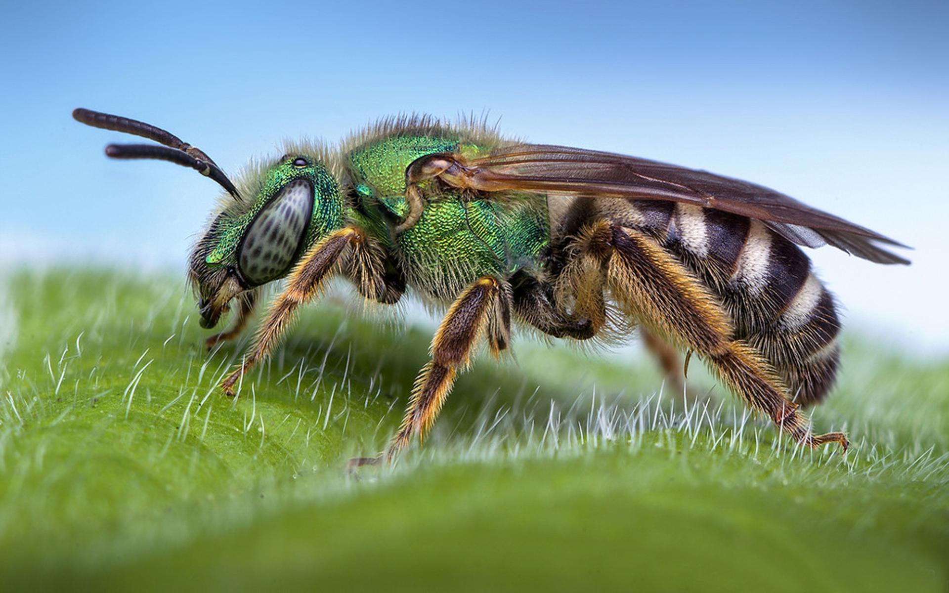 Download Sweat Bee Macro Photography