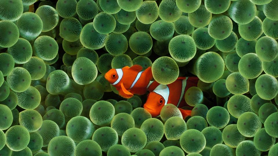 Download two clown fishes sea