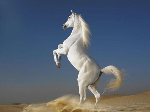 Download animals horses arabian horses