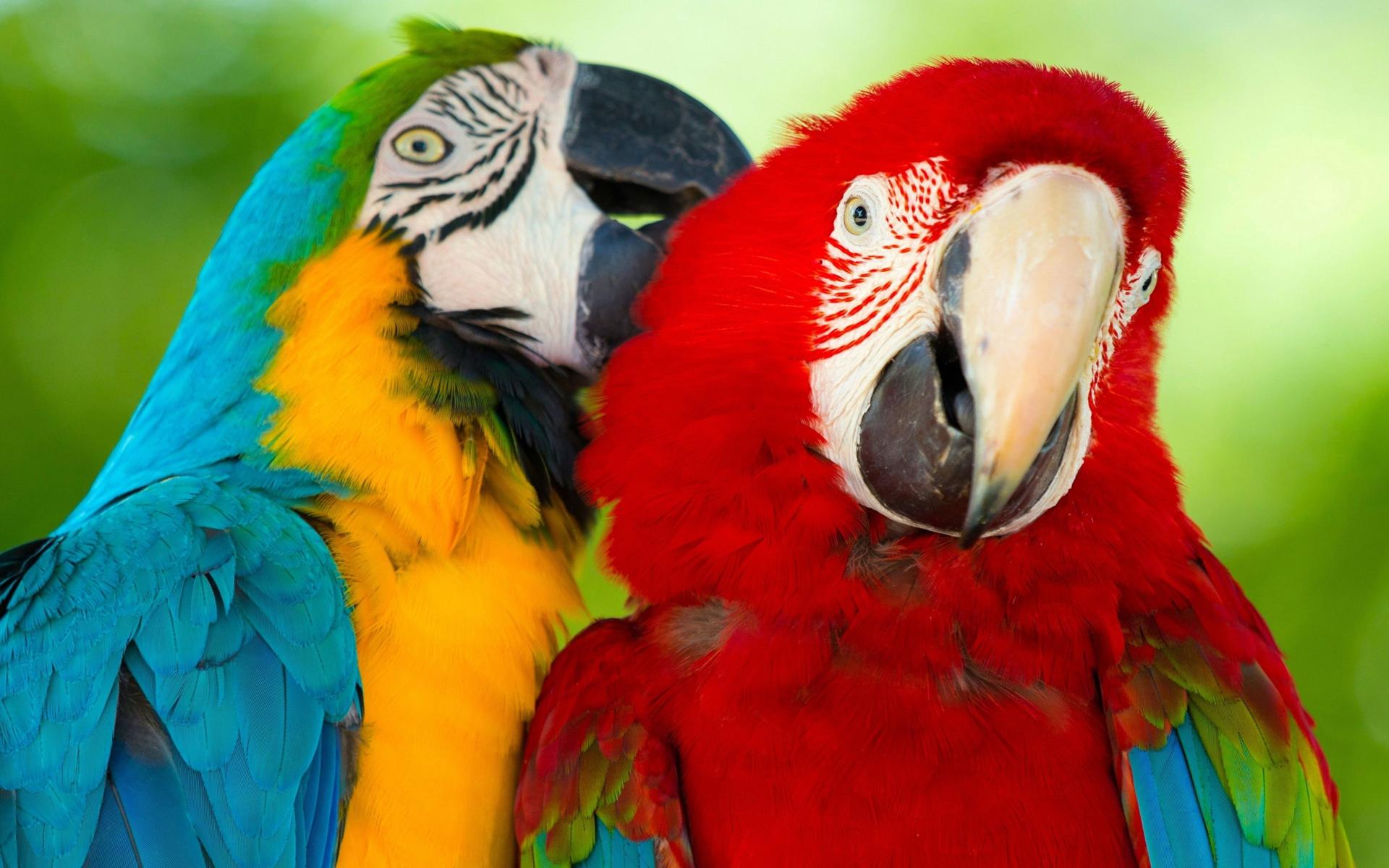 Download Parrot Macaw Bird Hd