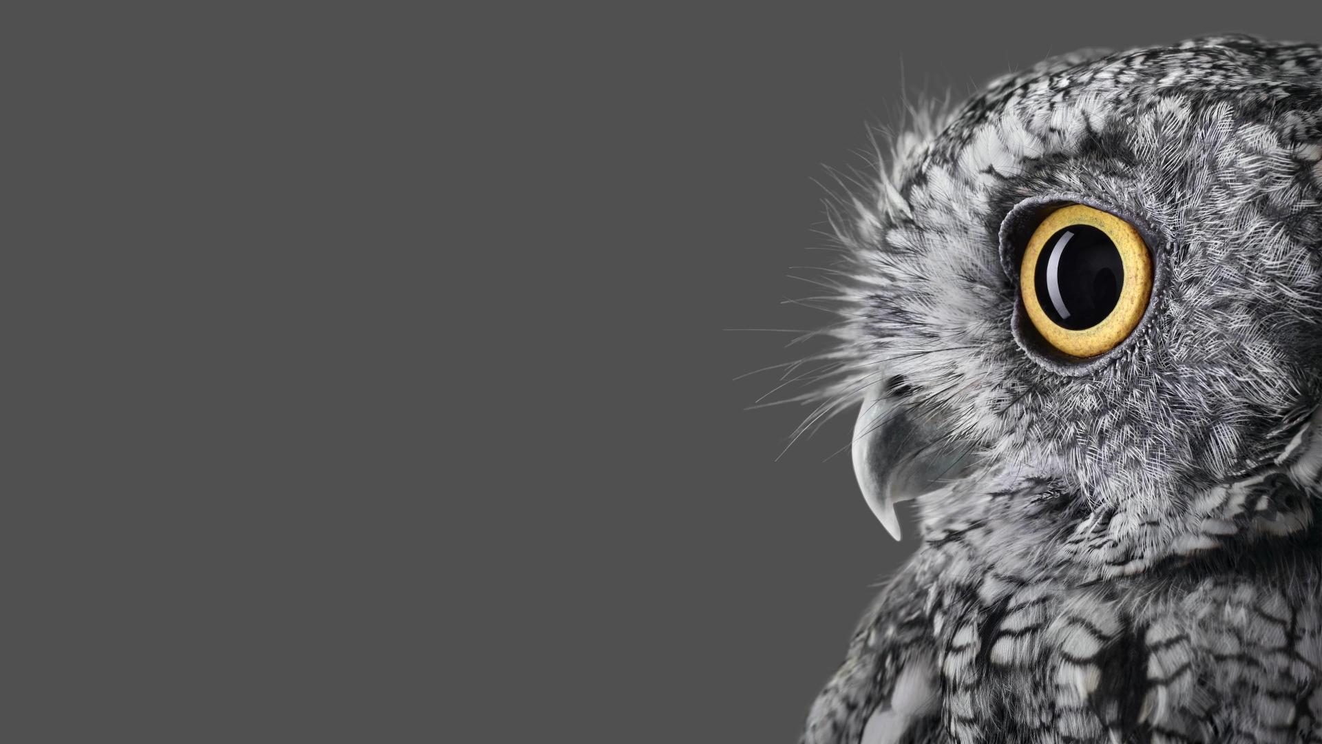 Download surface studio microsoft animals